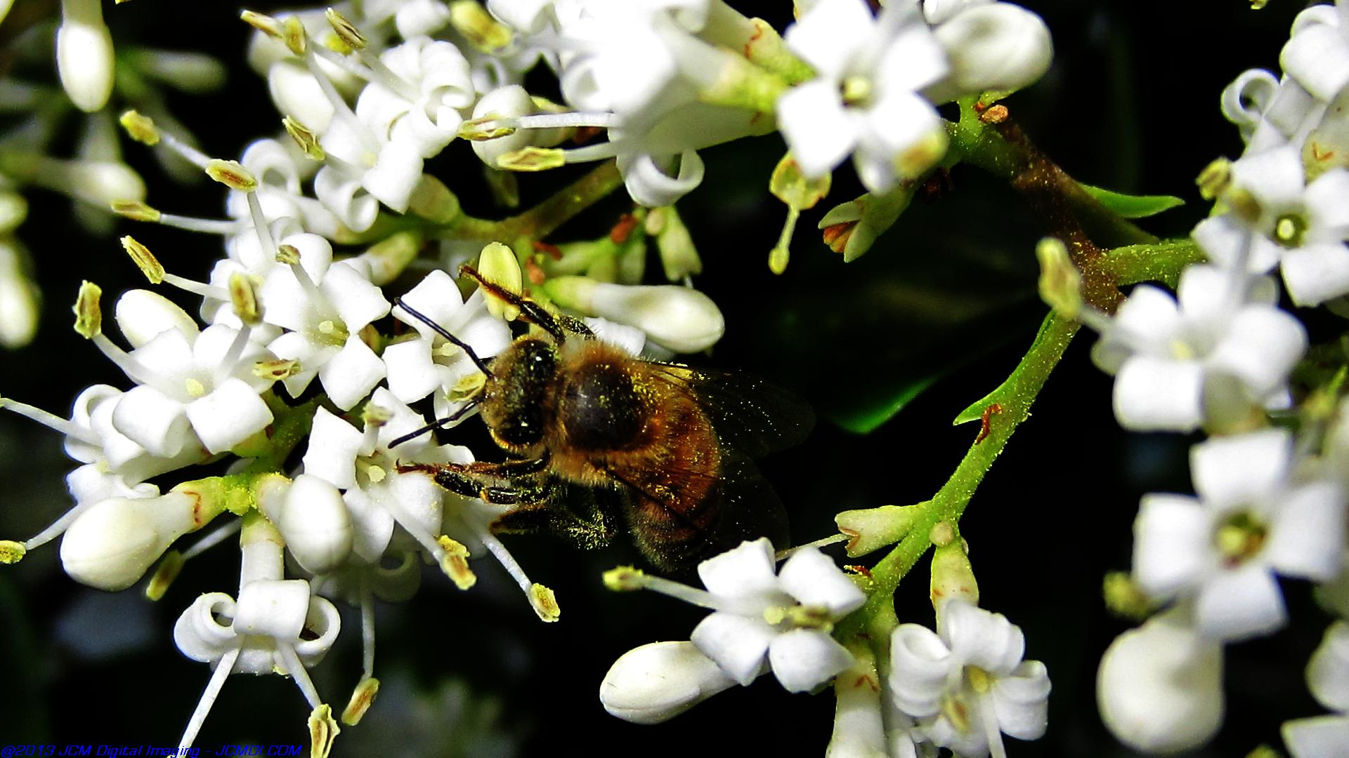 Honeybees on white flowers 